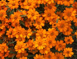 Zinnia Angustifolia, Orange Star, Zinnia Flower
Shutterstock.com
New York, NY