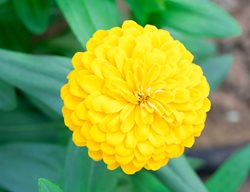 Zinnia Elegans, Benary’s Giant Golden Yellow, Yellow Zinnia Flower
Shutterstock.com
New York, NY