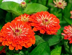 Zinnia Elegans, Dreamland Coral, Orange Zinnia Flower
Alamy Stock Photo
Brooklyn, NY