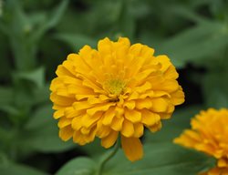 Zinnia Elegans, Magellan Yellow, Zinnia Flower
Shutterstock.com
New York, NY