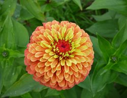 Zinnia Elegans, Queeny Lime Orange, Zinnia Flower
All-America Selections
Downers Grove, IL