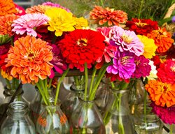 Zinnia Flowers, Cut Zinnia Flowers
Shutterstock.com
New York, NY