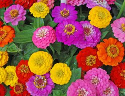 Zinnia Flowers, Mixed Flowers
Shutterstock.com
New York, NY