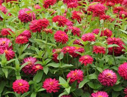 Zinnia Marylandica, Double Zahara Cherry, Red Flower
All-America Selections
Downers Grove, IL