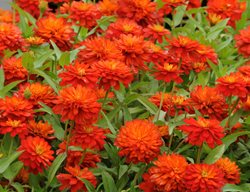 Zinnia Marylandica, Double Zahara Fire, Orange Flower
All-America Selections
Downers Grove, IL