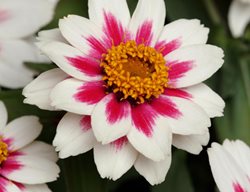 Zinnia Marylandica, Zahara Starlight Rose, White And Pink Flower
All-America Selections
Downers Grove, IL