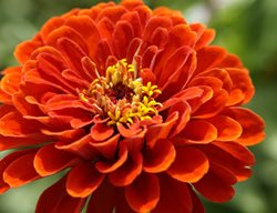 Zinnia, Orange Flower
Pixabay
