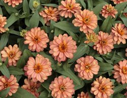 Zinnia, Profusion Double Deep Salmon, Zinnia Flower
All-America Selections
Downers Grove, IL