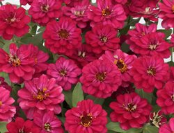 Zinnia, Profusion Double Hot Cherry, Red Flower
All-America Selections
Downers Grove, IL