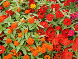 Zinnia Profusion, Orange Zinnia Flowers
Garden Design
Calimesa, CA