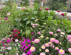 Zinnias And Petunias
Garden Design
Calimesa, CA