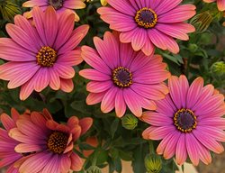 Zion Copper Amethyst Flower, African Daisy Flower, Osteospermum Ecklonis
Millette Photomedia
