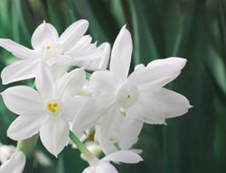 Ziva Paperwhite Flower, White Flowers
Shutterstock.com
New York, NY