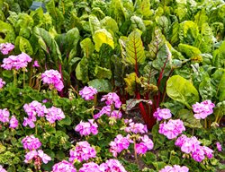 Zonal Geranium, Swiss Chard, Ornamental Edibles
Garden Design
Calimesa, CA