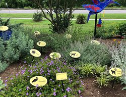 Zoo Plants
Proven Winners
Sycamore, IL