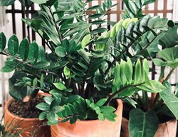 Zz Plant In Clay Pot, Zamioculcas Zamiifolia
Shutterstock.com
New York, NY