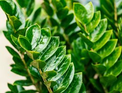 Zz Plant Leaves, Zamioculcus Zamiifolia Foliage
Shutterstock.com
New York, NY