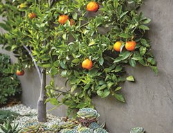 Citrus Tree, Tangerines, Succulents, Espalier
Succulent and Cacti Pictures
Scott Shrader
West Hollywood, CA