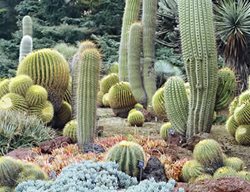 Succulent and Cacti Pictures
Huntington Botanical Gardens
San Marino, CA