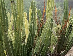 Succulent and Cacti Pictures
Lari Pittman (Homeowner)
Los Angeles, CA