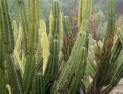 Succulent and Cacti Pictures
Lari Pittman (Homeowner)
Los Angeles, CA