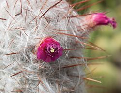 Succulent and Cacti Pictures
Lari Pittman (Homeowner)
Los Angeles, CA