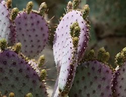 Succulent and Cacti Pictures
Lari Pittman (Homeowner)
Los Angeles, CA