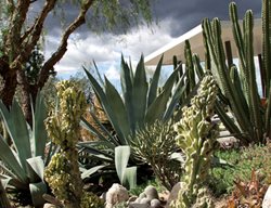Succulent and Cacti Pictures
Lari Pittman (Homeowner)
Los Angeles, CA
