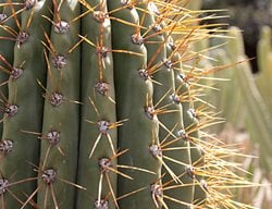 Succulent and Cacti Pictures
Lari Pittman (Homeowner)
Los Angeles, CA