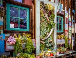 Succulent and Cacti Pictures
Succulent Cafe (Peter Loyola)
Oceanside, CA