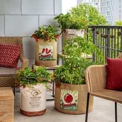 Growing Vegetables in Containers on Rooftop Gardens: Ideal Pots And Planters