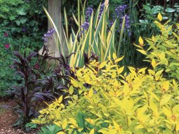 Perennial Garden Design evergreen garden design photo gallery of the perennial garden design for evergreen garden Foliage Plants Garden Beautiful Foliage Plants For Your Perennial Garden Garden Design Calimesa Ca Perennial Garden Design this Foliage Plants Garden Beautiful Foliage Plants For Your Perennial Garden Garden Design Calimesa Ca
