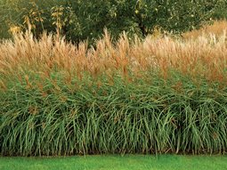 Ornamental Grass
Marchants Hardy Plants
Laughton, E. Sussex