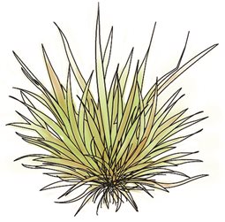 Drawing, Phormium
Garden Design
Calimesa, CA