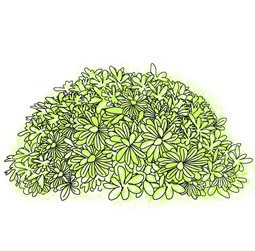 Plant, Drawing, Pittosporum
Garden Design
Calimesa, CA