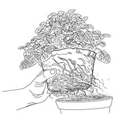 Plant, Maintenance, Roots
Garden Design
Calimesa, CA