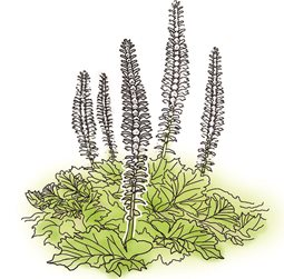 Shade Plant, Acanthus, Drawing
Garden Design
Calimesa, CA