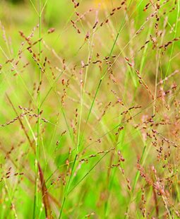 Panicum Virgatum Switchgrass
Ornamental Grass
Oehme, van Sweden & Associates, Inc.
Washington, DC