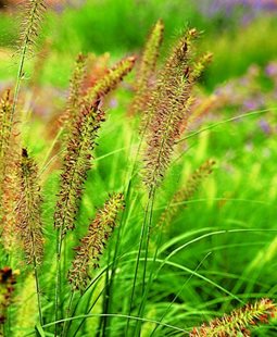 Pennisetum Alopecuroides Fountain Grass
Ornamental Grass
Oehme, van Sweden & Associates, Inc.
Washington, DC