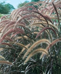 Purple Fountain Grass, Pennisetum Setaceum 'rubrum', Ornamental Grass
Ornamental Grasses in Pots 
Proven Winners
Sycamore, IL