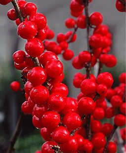 Winterberry