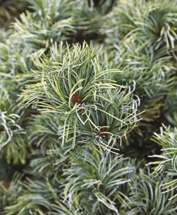<em>Pinus parviflora</em>