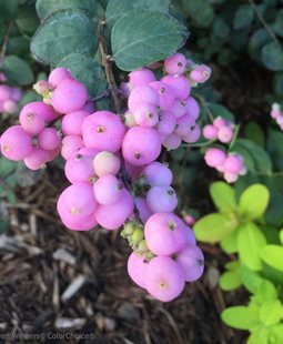 Proud Berry Coralberry