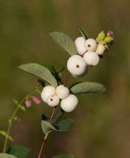 Snowberry
