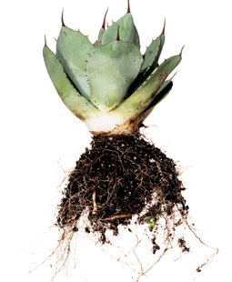 PARRY'S AGAVE
