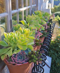 <em>Echeveria</em> Aloft