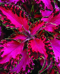 Coleus Pink Chaos
Garden Crossings
Zeeland, MI