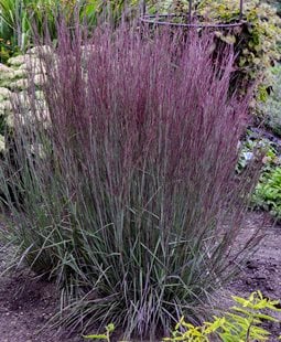 Blue Paradise Schizachyrium, Little Bluestem
Ornamental Grasses in Pots
Proven Winners
Sycamore, IL