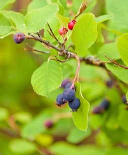 Serviceberry