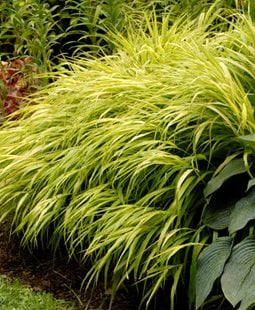 All Gold Japanese Forest Grass, Hakonechloa Macra
Ornamental Grasses in Pots
Proven Winners
Sycamore, IL